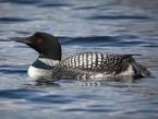 Common Loon First Place - 13,995 votes
