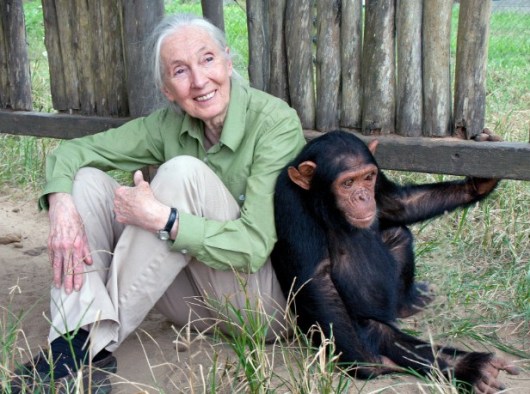 Honoring Dr. Jane Goodall | Joanne Guidoccio